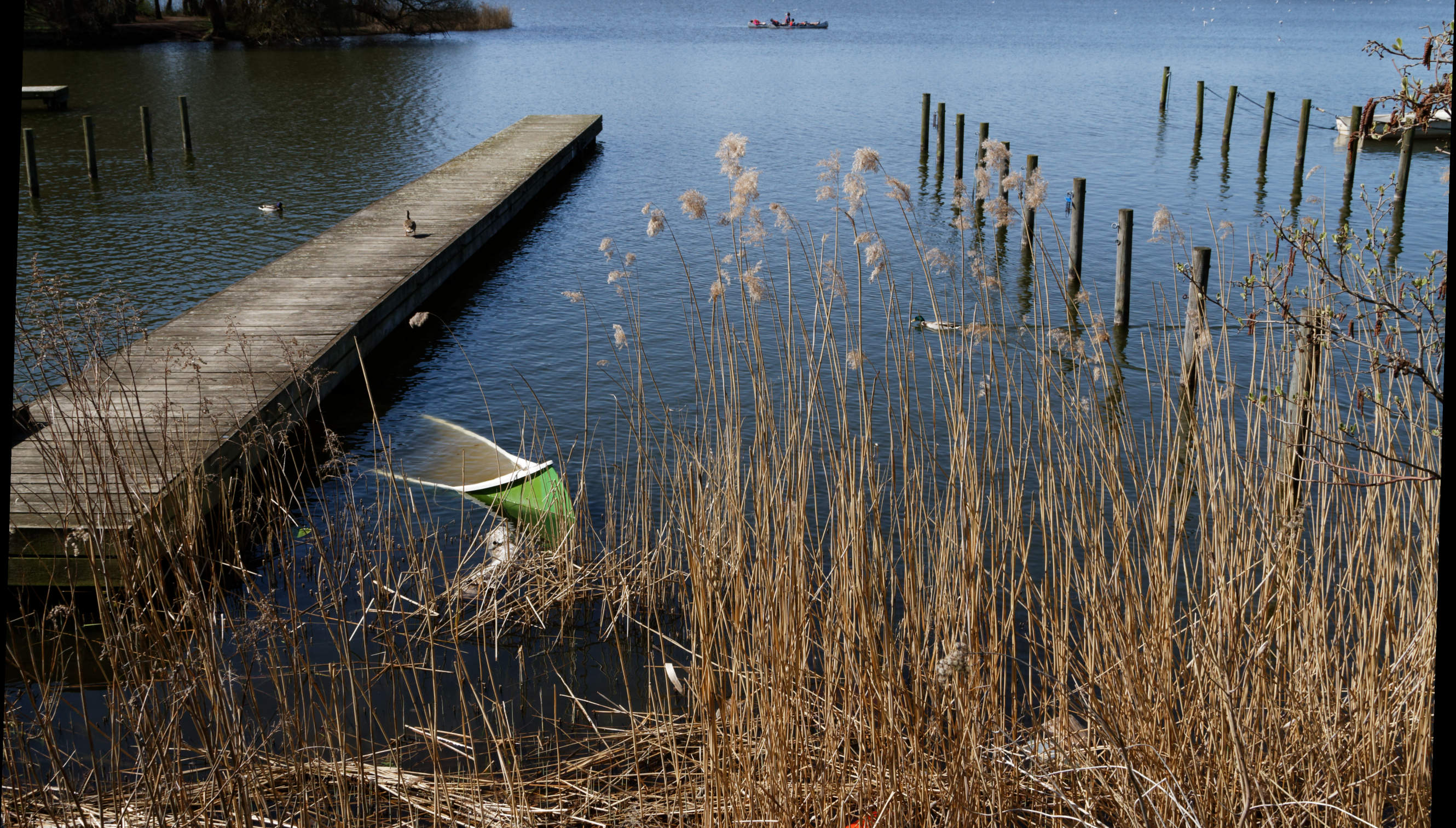 20210420 Lyngby Sø 15